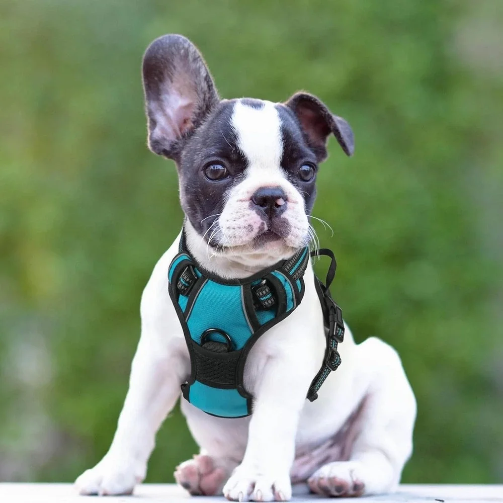 Rabbitgoo Dog Harness XS Teal No Pull Reflective Mesh Adjustabl Walking Vest Pet